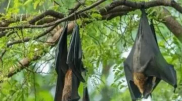 وفيات تتخطى 70%.. حقائق صادمة حول مخاطر فيروس نيباه المنتشر عالميا